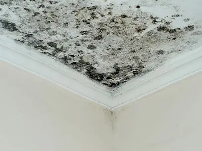 Professional Mold Inspections​