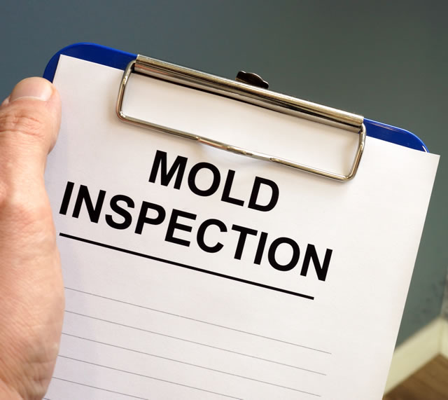 Schedule a Free Mold Inspection Today​