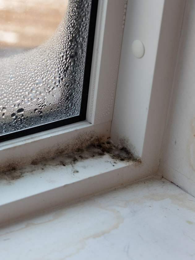 Signs of Mold